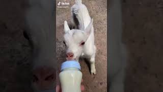 Adorable Animal Moments You Can’t Resist – Cutest Compilation Ever [upl. by Diann]