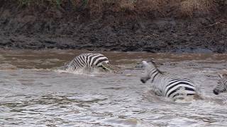 Zebra fighting for his life while the herd just watches [upl. by Ranitta]