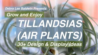 Tillandsias air plants 30 Design and Display Ideas [upl. by Finnigan]