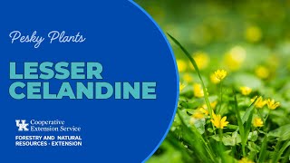 Pesky Plants Lesser Celandine [upl. by Olin]