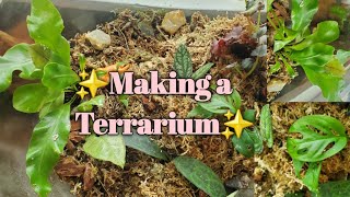 💚 Large Terrarium Set Up 💚 [upl. by Malley]