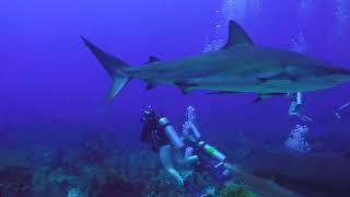 Shark Dive at Marcoss Place near Roatán Honduras on July 7th 2023 [upl. by Yremrej]