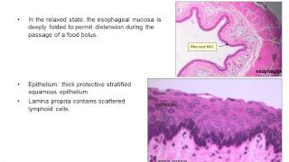 Upper gastrointestinal histology [upl. by Egedan]