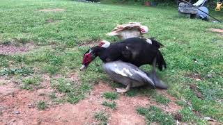 Muscovy Duck Mating  Spring 2020 [upl. by Swain292]