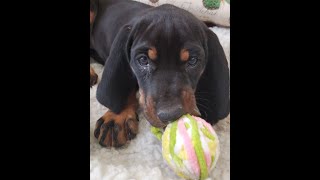 Easygoing pup Black amp Tan Coonhound Male CHIP 316 [upl. by Marsland]