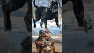 CANE CORSO VS AMERICAN BULLY ATTITUDE [upl. by Ycat]