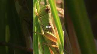 🔊 How Grasshoppers Make Their Loud Sounds The Secret of Stridulation 🦗 [upl. by Anilag]