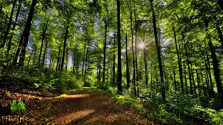 🌳 4K  Relaxing Nature Sounds For Stress Relief Forest Sounds Bird Song [upl. by Yornek]