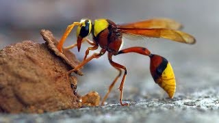 Top 13 Types Of WASPS to Look Out For This Summer [upl. by Stephenson]