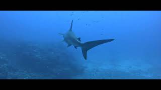 Its Hammertime hammerheads diverite Choptima gopro sharkdiving ocean [upl. by Agace]