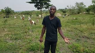 These Are The Pros amp Cons Of Free Range System  GOAT FARMING [upl. by Ahsyen]