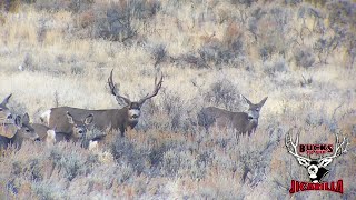 Redemption  Darrell Roberts  2023 Mule Deer [upl. by Ojillek849]