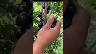 Brazilian Grapes Fruit [upl. by Arehs892]