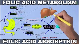 Folic Acid Metabolism  Folate Cycle [upl. by Connors]