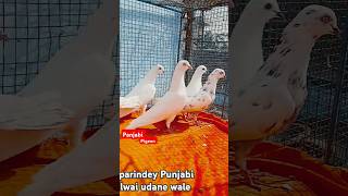 Super quality ke 13 parindey super Khiladi ke udane wale 8806886444 [upl. by Butch52]