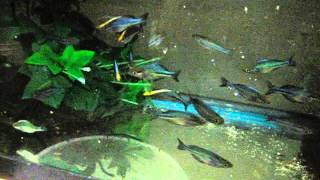 Breeding Turquoise Rainbows Melanotaenia lacustris [upl. by Till]