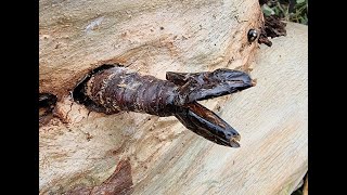 Giant Wood Moth Chrysalis  Sydney Australia [upl. by Thain]