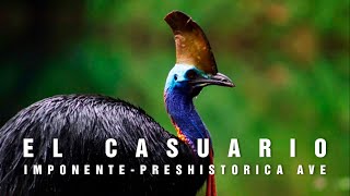 EL CASUARIO  Un prehistórico e imponente ave  Mini documental Tan natural [upl. by Anela]