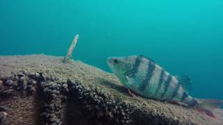 UK Scuba Diving Plane Wreck  Dosthill Quarry [upl. by Irrep846]