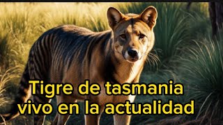 Criptozoología Tigre de tasmania vivo en la actualidad Tilacino [upl. by Thoer]