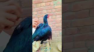 Black female black eyes aseel birdsyoutubeshorts viralshort viralvideo viralshorts trending [upl. by Renrut]