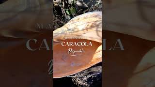 Caracola ceremonial disponible Masayac® [upl. by Carol]