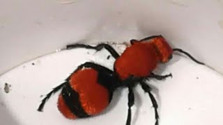 STUNG BY A COW KILLER VELVET ANT FOUR STINGS [upl. by Eentrok]