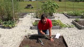 Planting Watermelons in Rows  Growing Melons [upl. by Nayt]