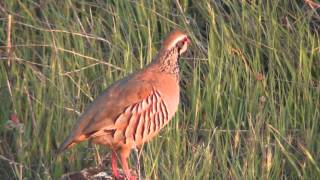 Red legged partridgeAlectoris rufa in SerenaExtremadura [upl. by Anaert]