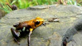 Supatás Golden Frog Andinobates sp nov supata in Colombia poison dart frogs [upl. by Aneelahs610]