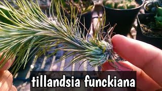 Tillandsia Funckiana Air Plants [upl. by Nylorak]