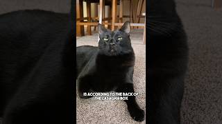 Any other family of fours out there😁 cat blackcat relatable funny catsofyoutube [upl. by Calvin287]