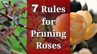 7 Rules for Pruning Roses [upl. by Ailito615]