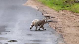 Wild Koala walking [upl. by Silra]