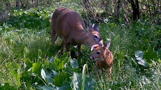 Newborn Whitetail Fawn with Mom [upl. by Cyma858]