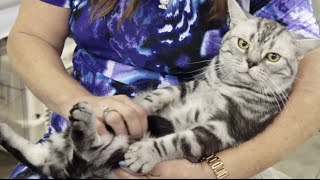 Cat Breed Spotlight American Shorthair [upl. by Eikcid878]