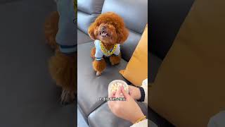 Isnt this just a little elf Confusing behavior of animals Cute pets Pet snacks [upl. by Nicolea]