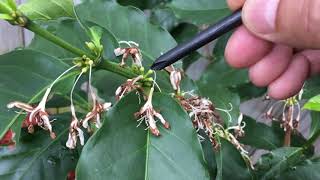 Explained Arabica Coffee Plant Self Pollination amp Robusta Cross Pollination 12OCT21 API  299 [upl. by Hpejsoj]