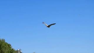 Griffon Vulture release slomo [upl. by Zacharias]