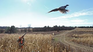 LOV NA FAZANA 5DEO SEZONA 201819HUNTING PHEASANT PART 5SEASON 201819 Kompilacija [upl. by Felicity]