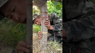 Satisfying Process Of Girdling Cherry Tree [upl. by Barren]