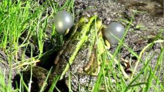 Croaking Green Frog in Bucha Kyiv oblast Powerd by CANON PowerShot SX210 IS [upl. by Shakti842]