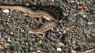 LEZARD des MuraillesAccouplementPodarcis muralis  BRUITX [upl. by Babb]