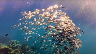 Coraya Bay  Amazing Snorkeling in the Red Sea 4K [upl. by Emmye]