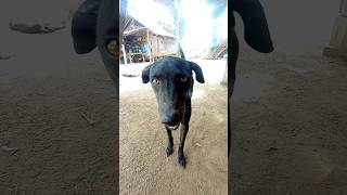 braki dog cute love lovely pets [upl. by Ahsirtak]