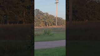 Deer crossing field nature deer peace [upl. by Beitz]