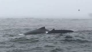 Humpbacks in the Fog in Monterey Bay [upl. by Tito]