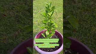 calamondin planting from seeds😉 calamansi youtubeshorts [upl. by Yetnruoc]