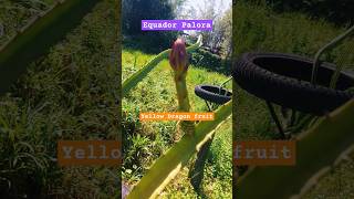 Yellow Dragon fruit Equador Palora at Paradise Agro Farm Nepal shorts dragonfruit farming foryou [upl. by Erotavlas28]