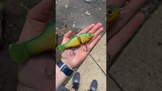 Homemade jointed swim bait lure fishingbait perch fishinglure bassfishing [upl. by Reynolds38]